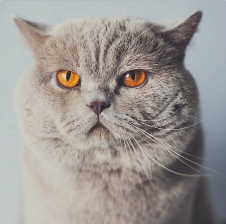 Рисуем кота. Магия живых глаз (Ира Кукрусова)