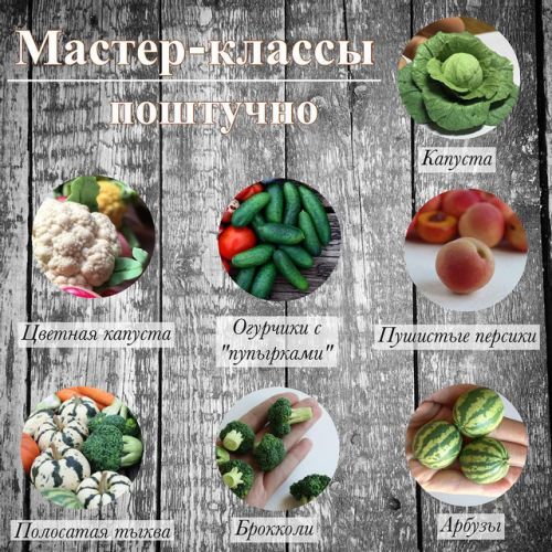 Набор мастер-классов 'Лепка овощей' (manufruktura)