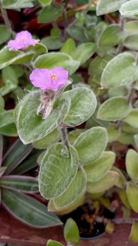 Традесканция Силламонтана