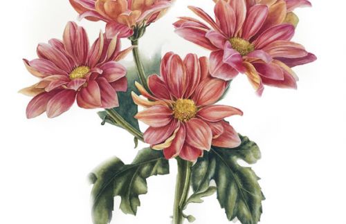 [enterclass] Цветы. Ботаническая иллюстрация (Татьяна Ширбидова)