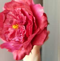 Сахарная Роза Манстед-вуд (Евгения Бочарова)