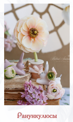 Ранункулюсы (Кристина Смородина)