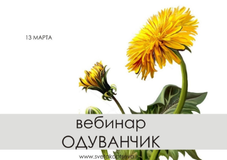 Одуванчик Полевой (Светлана Капцева)