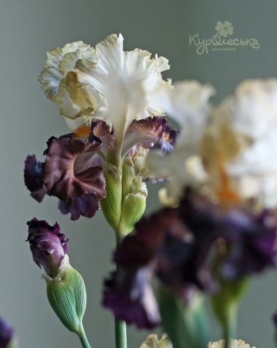 Ирис Бородатый (Олеся Богданович)