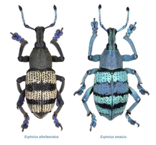 Долгоносик. Eupholus amalulu. Музейная Коллекция. Экспонат №?3 (Анастасия Голенева)