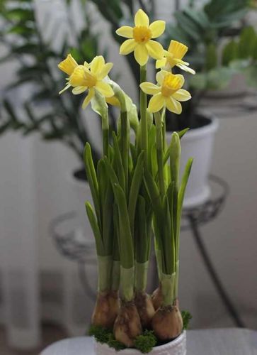 Каллы и Нарциссы (Марина Головина)