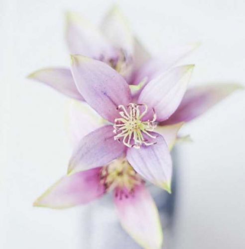 [Где торт?] Сахарный цветок Клематис (Евгения Бочарова)