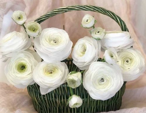 [Кондитерка] Ранункулюс из вафельной бумаги (Алена Орлова)