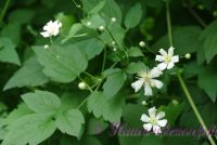 Клематис 'Фаргезиойдес' / Clematis 'Fargesiodes' (='Summer Snow')