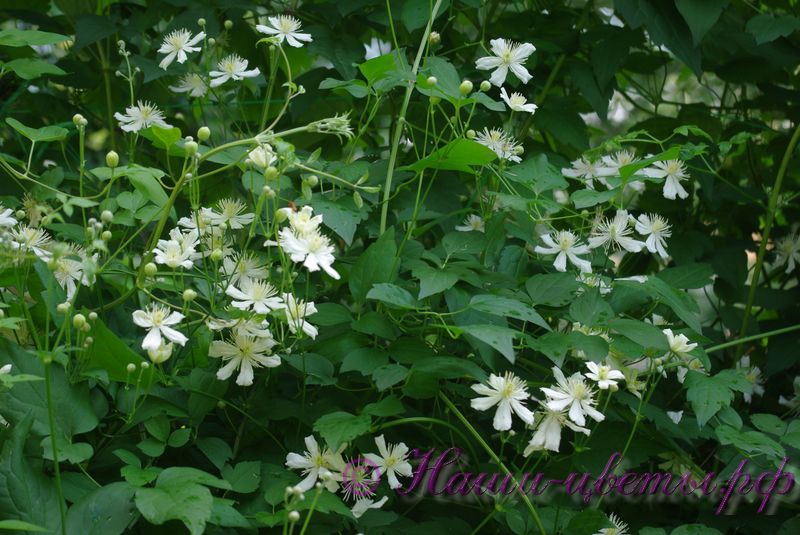 Клематис 'Фаргезиойдес' (='Саммер Сноу' / 'Пауль Фаргез') / Clematis 'Fargesiodes' (='Summer Snow' / 'Paul Farges')