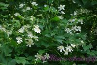 Клематис 'Фаргезиойдес' / Clematis 'Fargesiodes' (='Summer Snow')