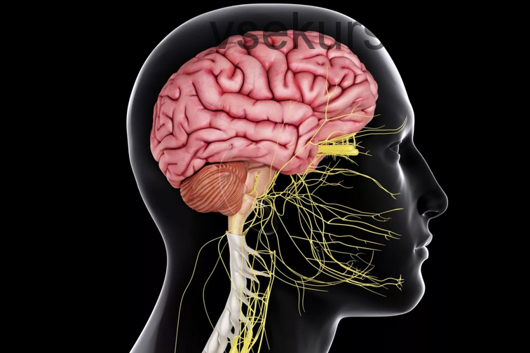 Центральная нервная система (Ольга Бутакова)