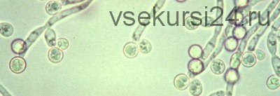 Грибы Candida — вор здоровья