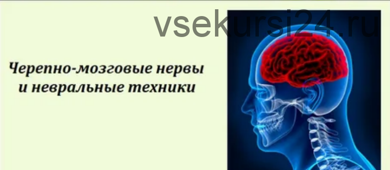 Краниосакральная терапия 3. Черепно-мозговые нервы и невральные техники (Игорь Левашов)