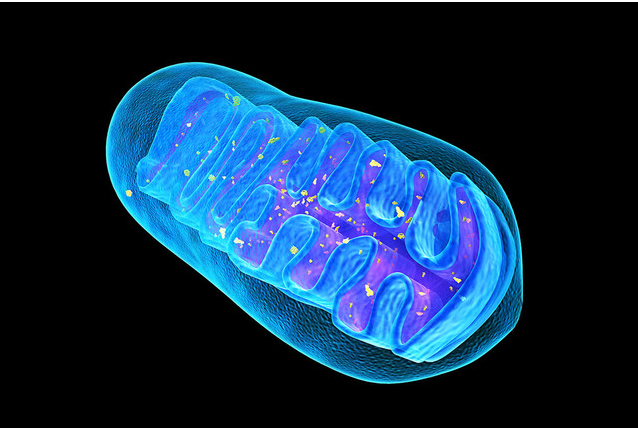 Митохондриальное здоровье