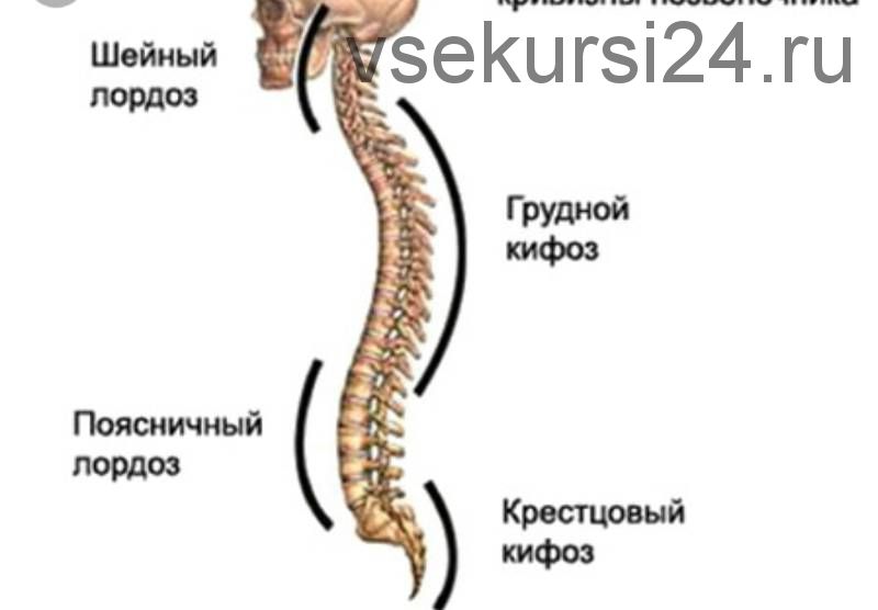 Векторные техники остеопатии и МФР манипуляции (Александр Сыромятников )