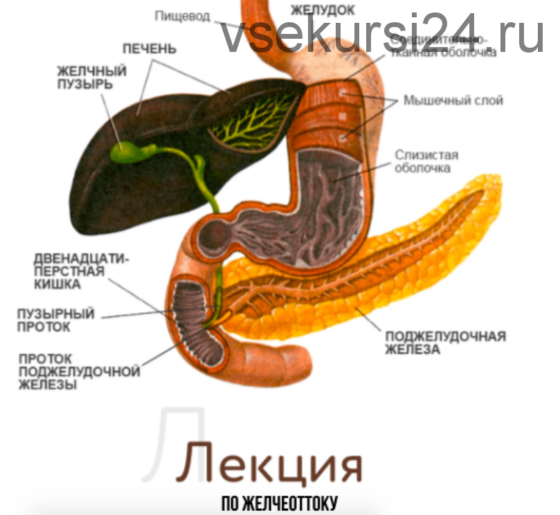 [kpuctakl] Лекция по желчеоттоку