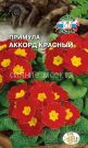 Primula-besstebelnaya-Akkord-Krasnyj-Sedek