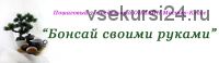 Бонсай своими руками (Юлия Глухова)