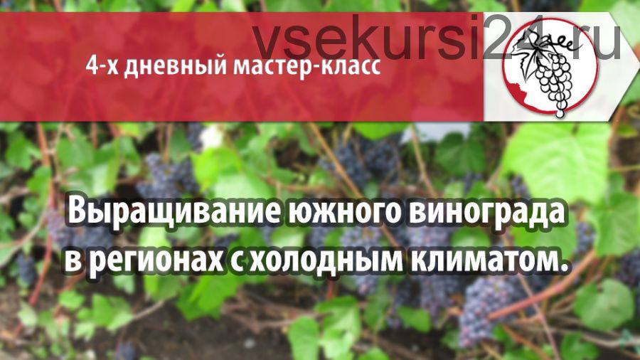 Выращивание южного винограда в регионах с холодным климатом (Александр Рыкалин)