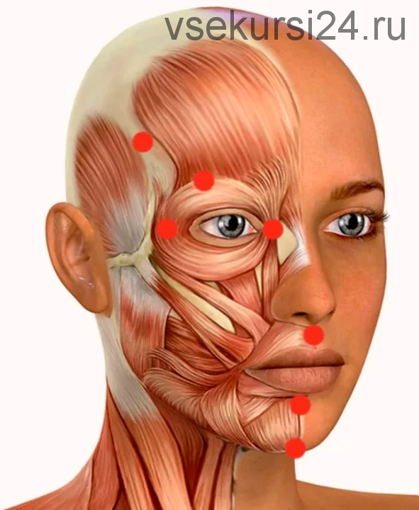 Анатомия лица и шеи. Самомассаж для поддержания красоты и здоровья (Лана Ши)
