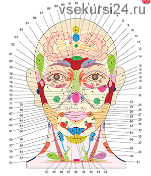 Диагностика по проекционным зонам на теле человека.(Огулов Александр)