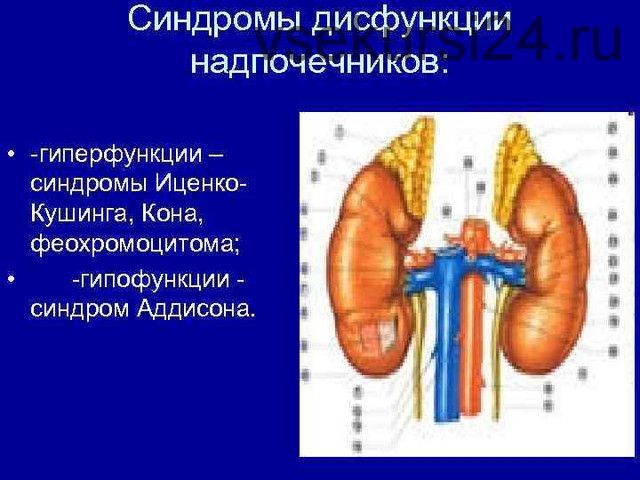 Диагностика субклинической дисфункции надпочечников (Катя Янг)