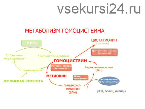 Как снизить гомоцистеин самостоятельно? (Диляра Лебедева)