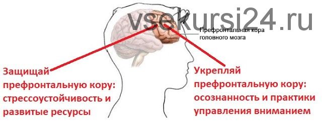 Стресс. Осознанная стрессоустойчивость (Андрей Беловешкин)