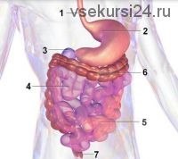 Восстанавливаем работу желудочно-кишечного тракта (Александр Боровский)