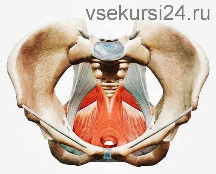 Здоровые мышцы тазового дна за 21 день (Юлия Ландышева)