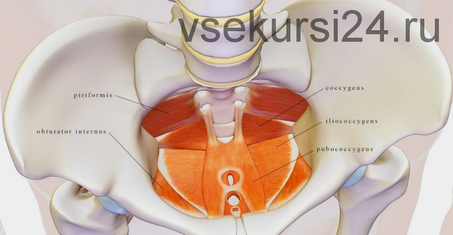[KinesioPro] Вебинар Мышцы тазового дна и кор: алгоритм восстановления и тренировки (Марина Осокина)