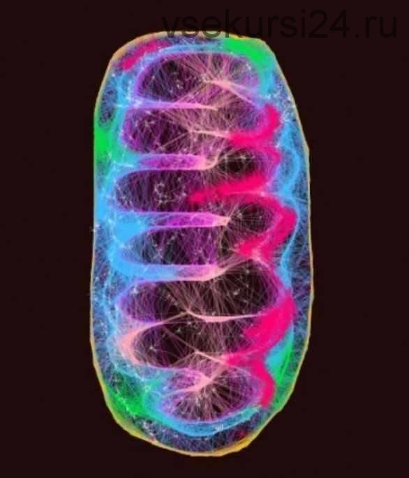 [Первая школа биохакинга] Митохондриальное здоровье как основа долголетия (Юрий Акимов)