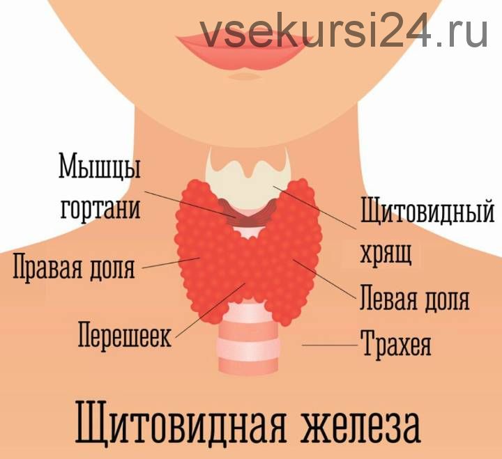 [Rubulat] Восстановление и омоложение гормональной сферы (Алексей Маматов)