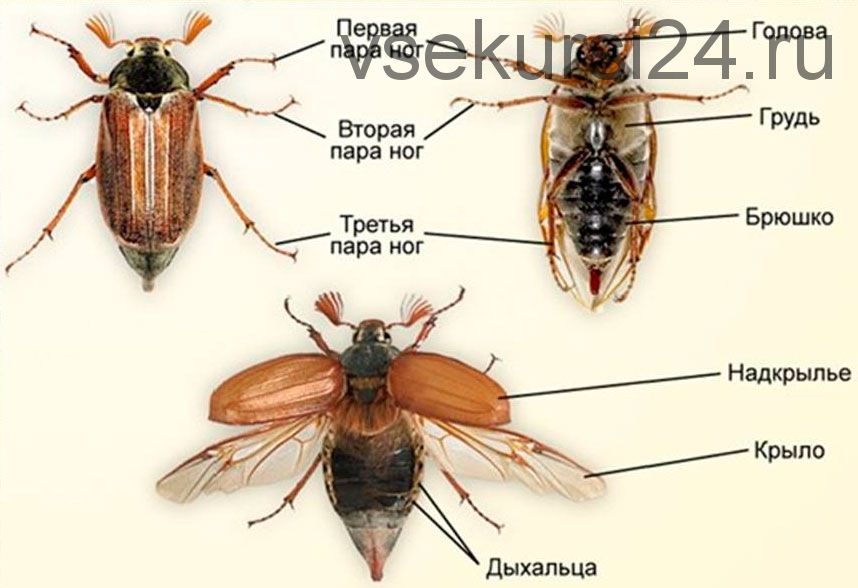 Майский жук. Melolontha. Хрущ мраморный. Polyphylla alba. Экспонат №?6 и 7 (Анастасия Голенева)