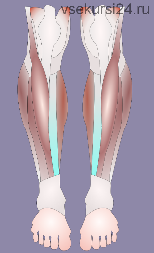 [МГХПА] Мышцы ног. Часть 2 (Александр Рыжкин)