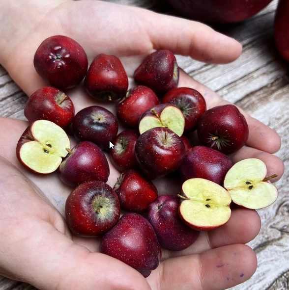 Мастер-класс 'Яблоки красные целые и в разрезе» (manufruktura)