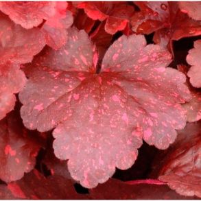 Гейхера Heuchera Galaxy