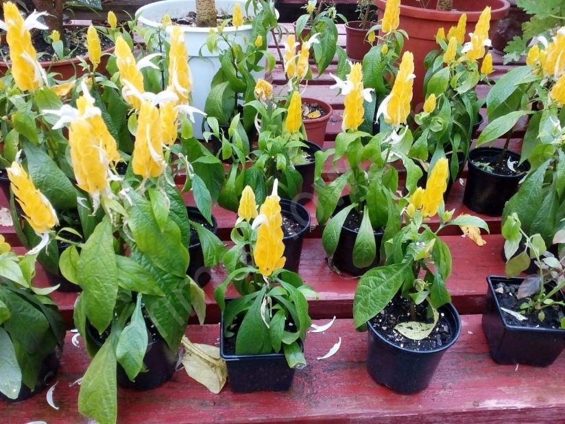 Пахистахис