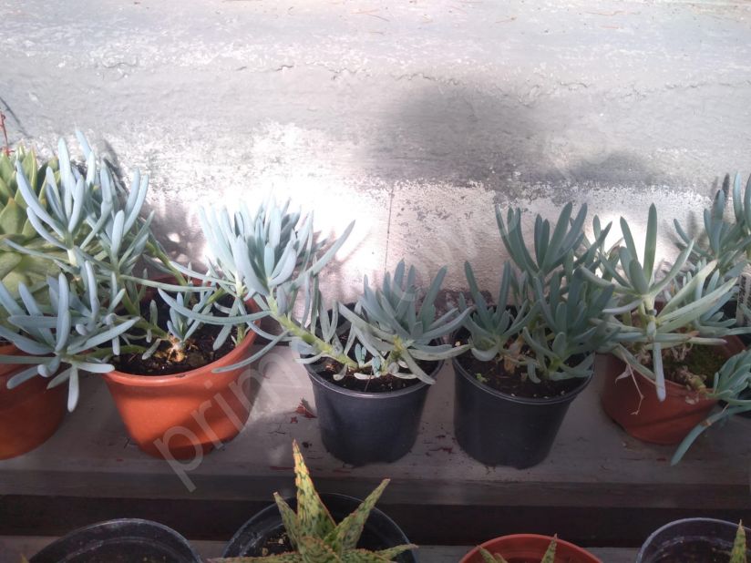 Крестовник Мандралиска