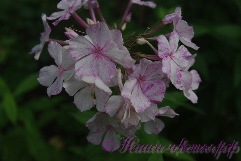 Флокс 'Шалун' / Phlox 'Shalun'