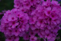 Флокс 'Розовая поляна' / Phlox 'Rozovaja Poljana'