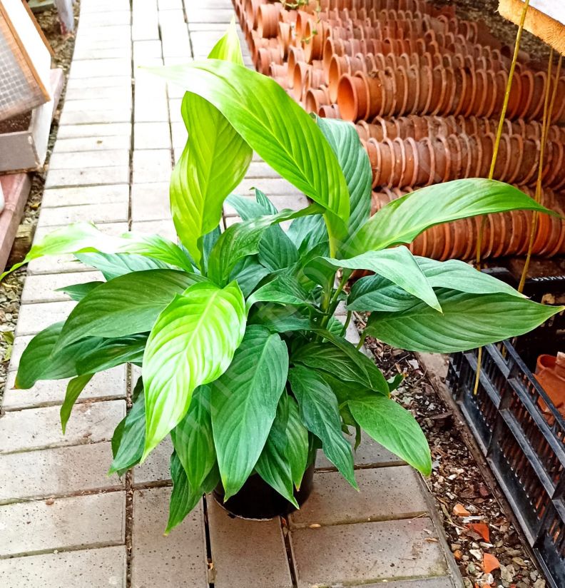 Спатифиллум Уоллиса "Женское счастье"