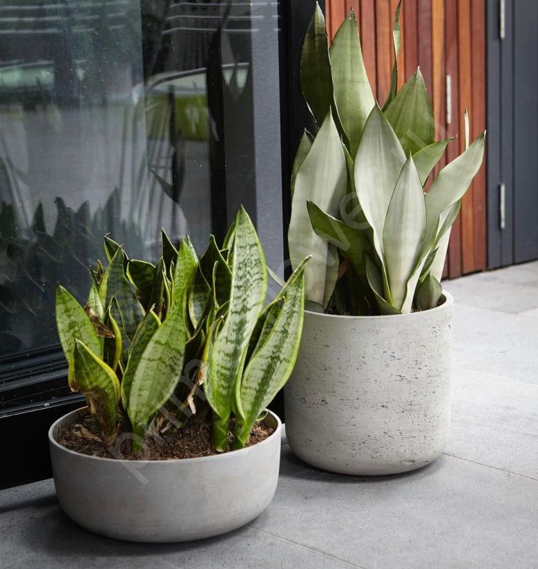 Сансевиерия Муншайн (Moonshine)