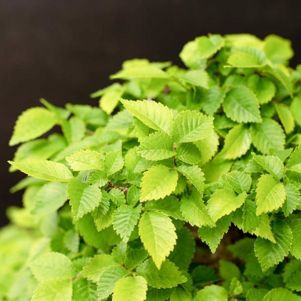 Ulmus Parvifolia или Вяз Мелколистый