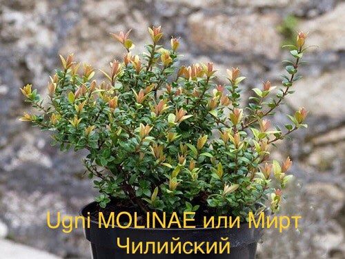 ​Ugni MOLINAE или Мирт Чилийский