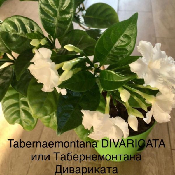 Tabernaemontana DIVARICATA или Табернемонтана Дивариката