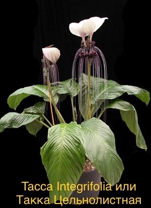 Tacca Integrifolia или Такка Цельнолистная