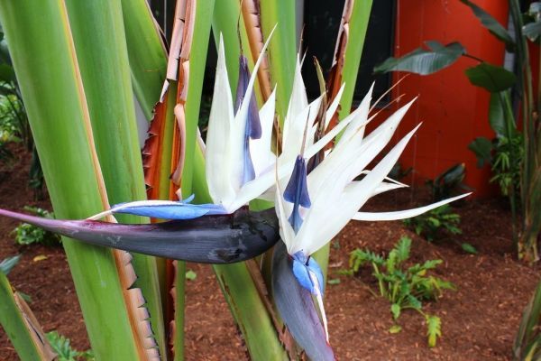 Strelitzia NICOLAI или Стрелитция Белая