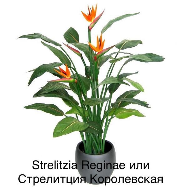 Strelitzia reginae - стрелиция королевская, райская птица